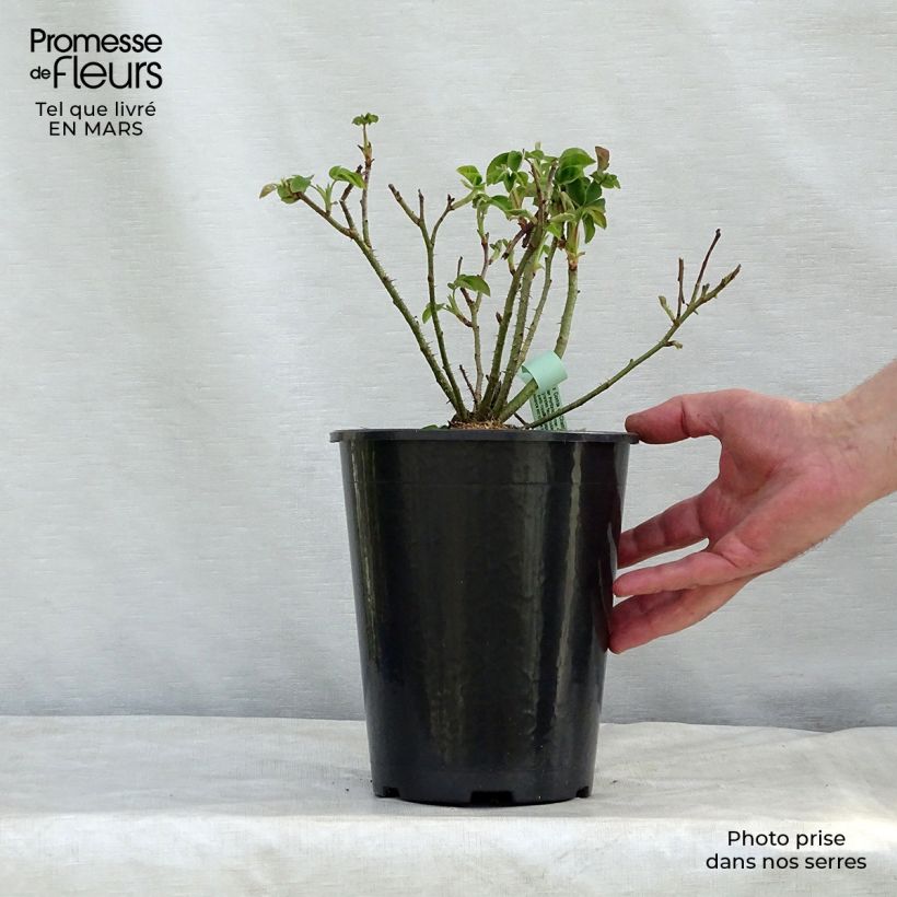 Amostra de Rosier ancien Comte de Chambord Vaso de 4 L/5 L tal como entregue no inverno