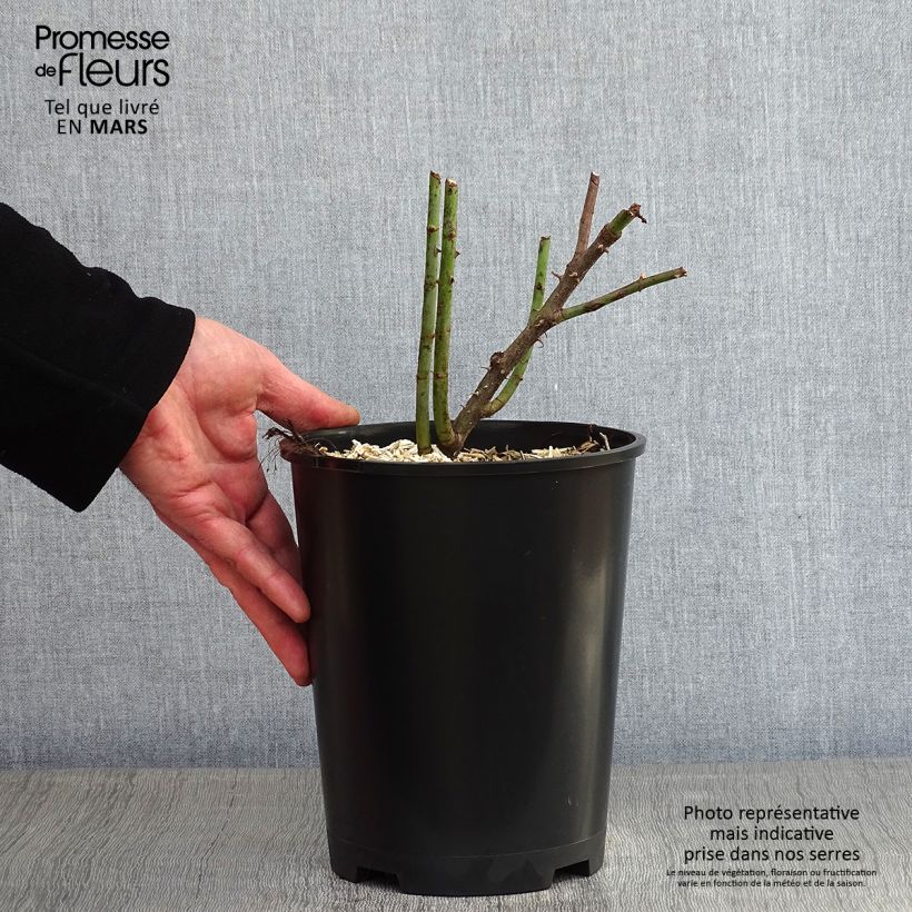 Amostra de Roseira antiga Great Maiden's Blush Vaso de 4 L/5 L tal como entregue no inverno