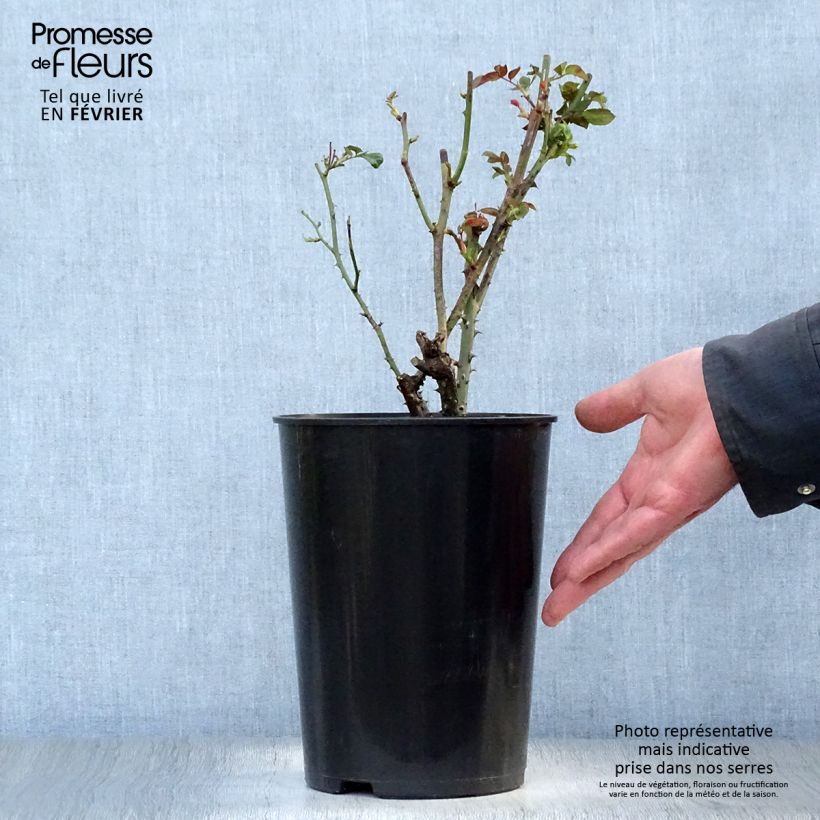 Amostra de Rosier ancien Dainty Bess Vaso de 4 L/5 L tal como entregue no inverno