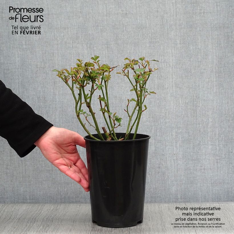 Amostra de Roseira antiga Felicia Vaso de 4 L/5 L tal como entregue no inverno