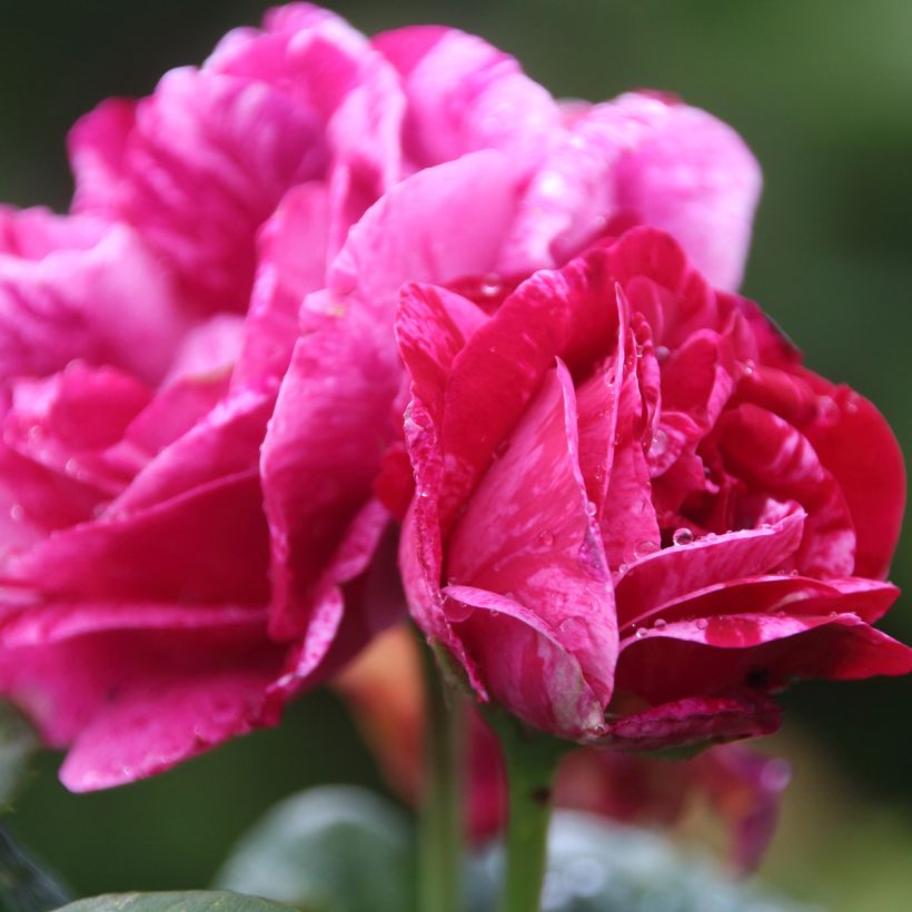 Roseira antiga Ferdinand Pichard (Floração)