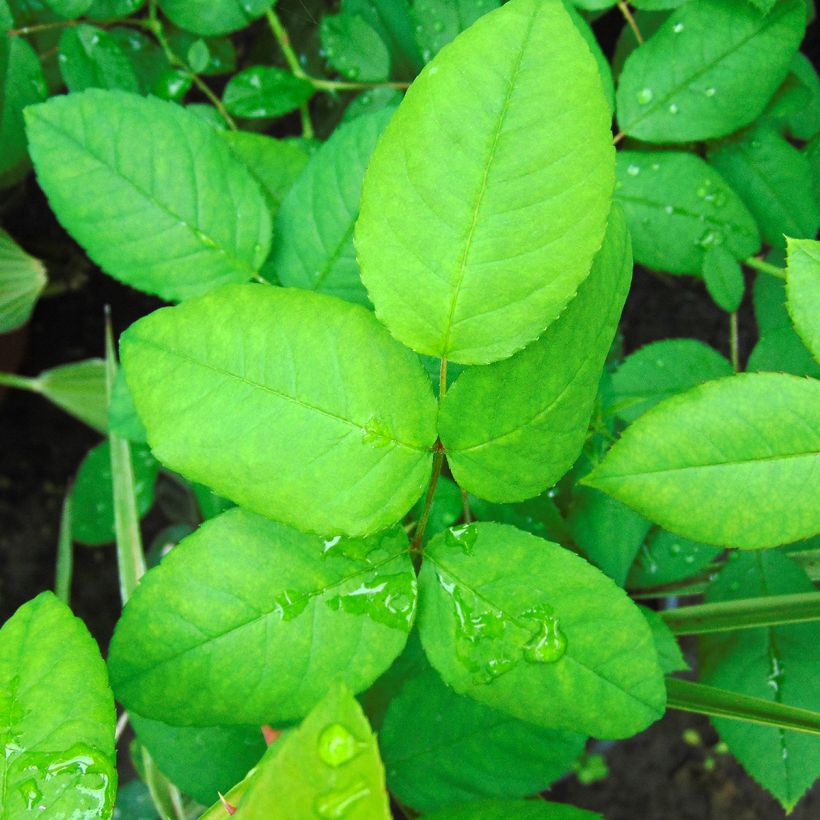 Roseira antiga Ferdinand Pichard (Folhagem)