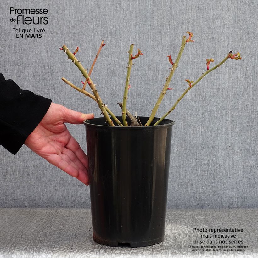 Amostra de Rosier à grandes fleurs Fragant Old Yellow Vaso de 4 L/5 L tal como entregue no inverno