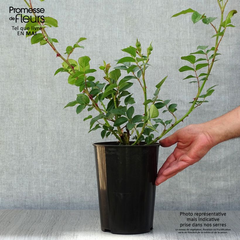 Amostra de Roseira de flor grande Fragrant Old Yellow Vaso de 4 L/5 L tal como entregue na primavera