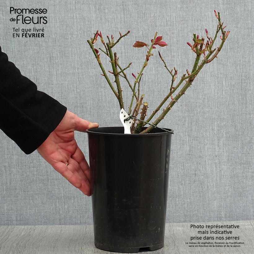 Amostra de Rosier anglais David Austin Fragrant Old purple Vaso de 4 L/5 L tal como entregue no inverno