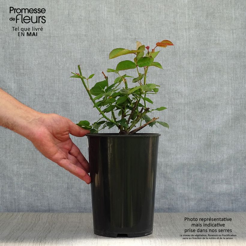 Amostra de Roseira inglesa Fragrant Old Purple Vaso de 4 L/5 L tal como entregue na primavera