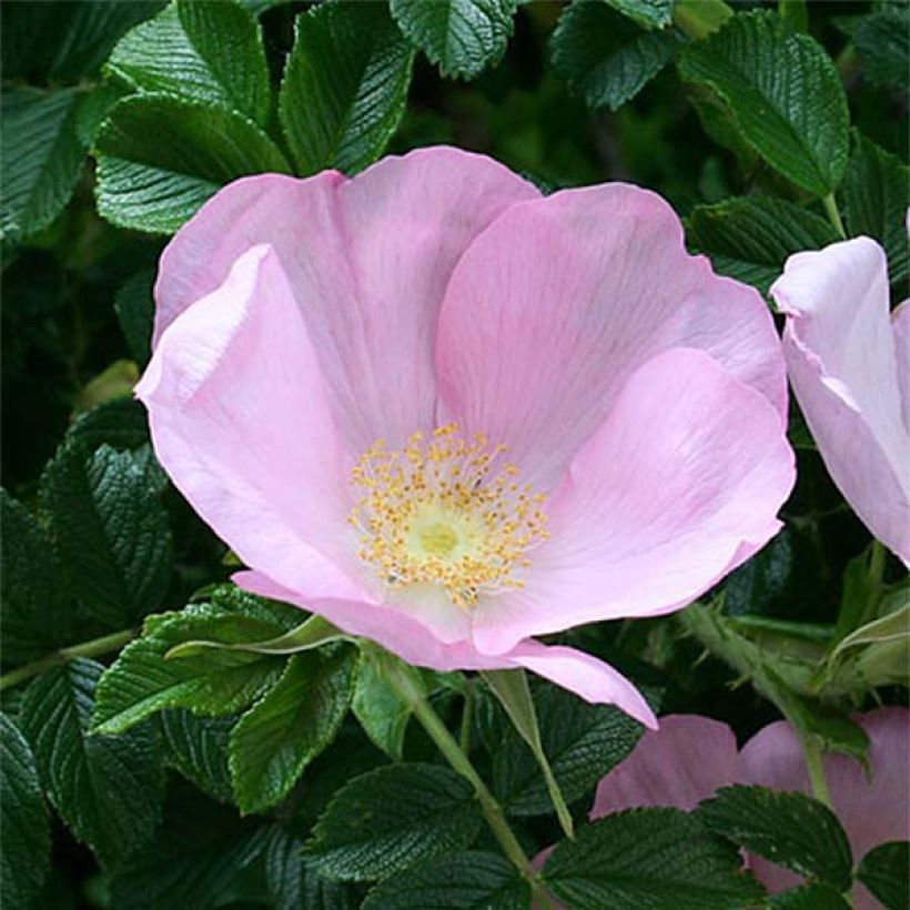 Roseira rugosa Fru Dagmar Hastrup (Floração)