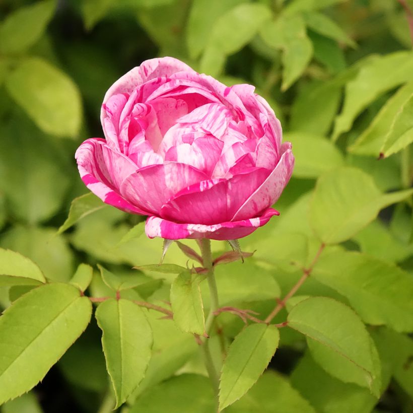 Rosa gallica Gros Provins Panaché (Floração)
