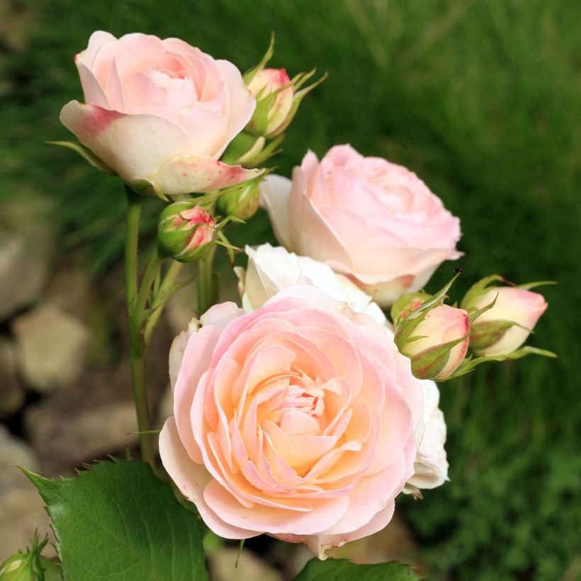 Roseira antiga Gruss an Aachen (Floração)