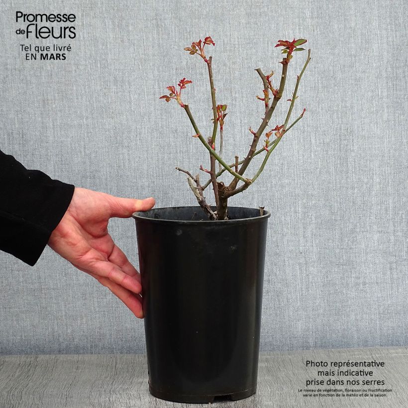 Amostra de Rosier ancien Gruss An Aachen Vaso de 4 L/5 L tal como entregue no inverno