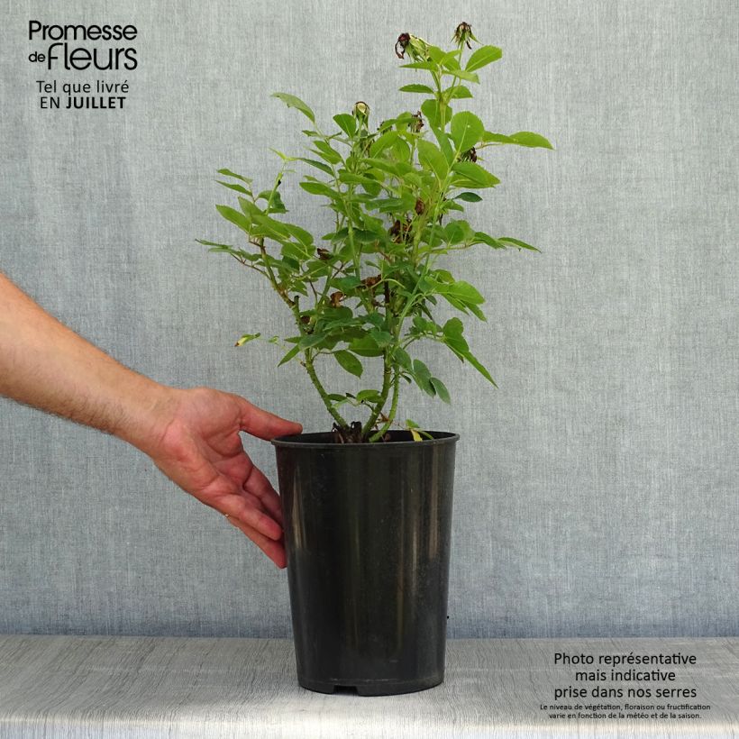 Amostra de Roseira antiga Jacqueline du Pré Vaso de 4 L/5 L tal como entregue no verão