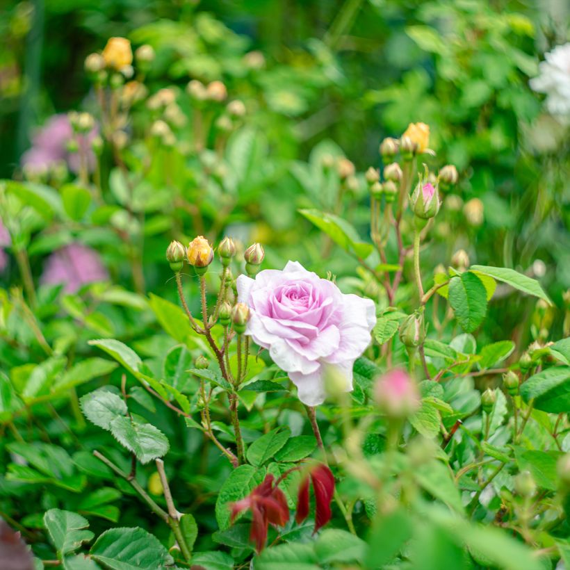 Roseira antiga Jenny Duval (Hábito)