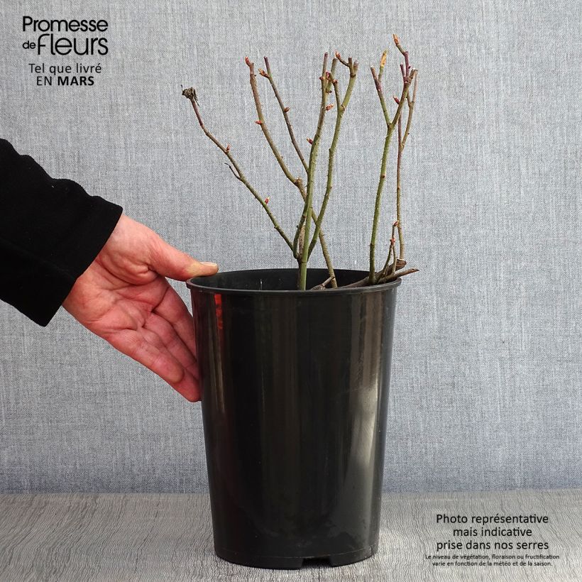 Amostra de Rosier ancien Jenny Duval Vaso de 4 L/5 L tal como entregue no inverno