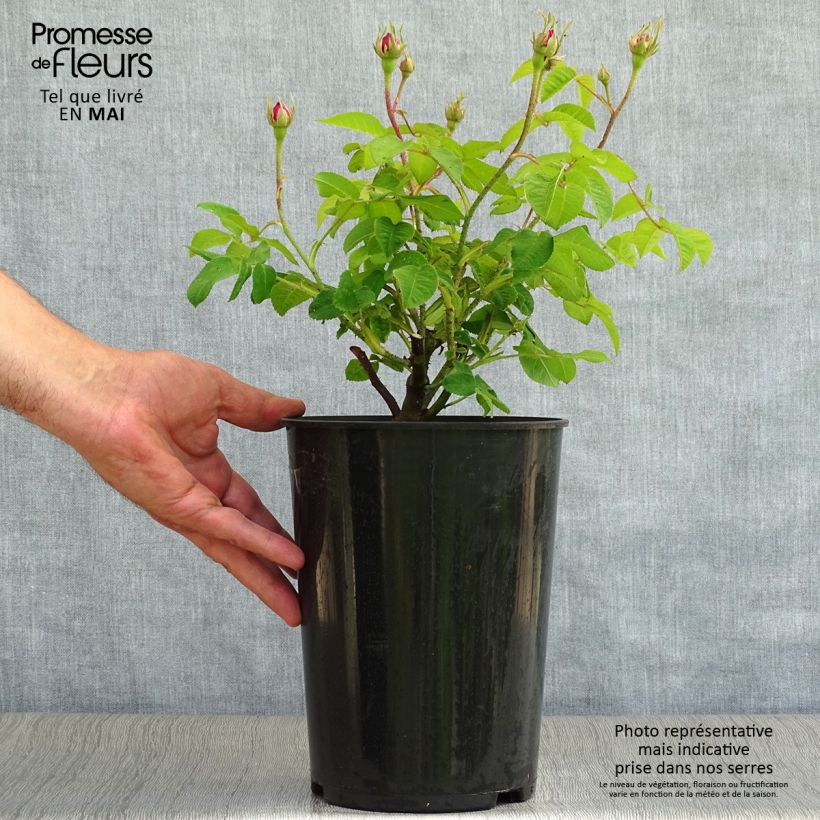 Amostra de Roseira antiga Jenny Duval Vaso de 4 L/5 L tal como entregue na primavera