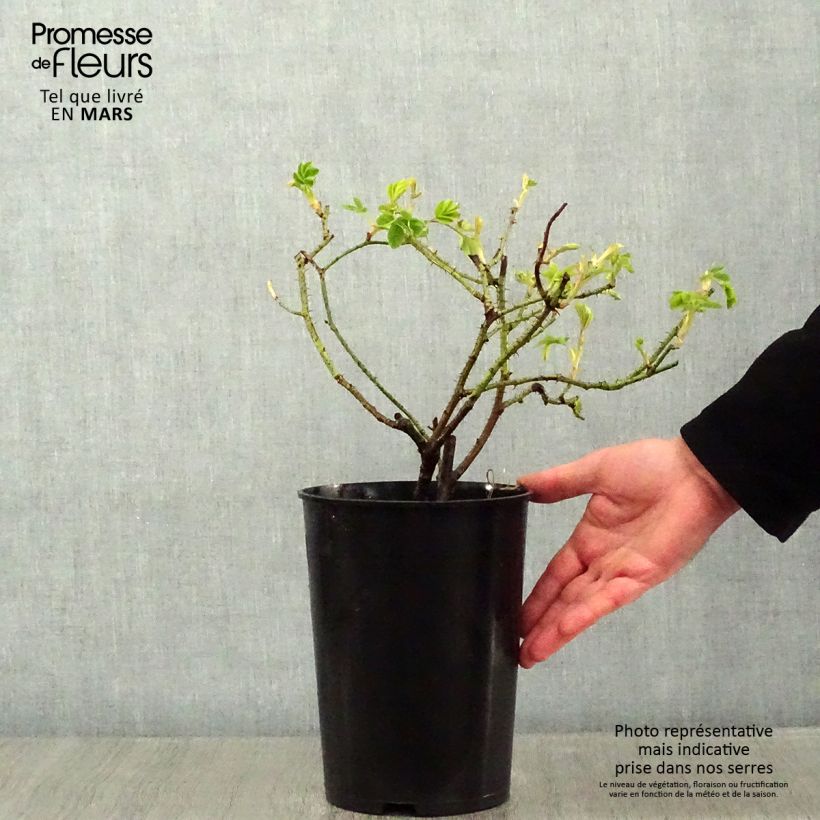 Amostra de Roseira antiga Kazanlik Vaso de 4 L/5 L tal como entregue no inverno