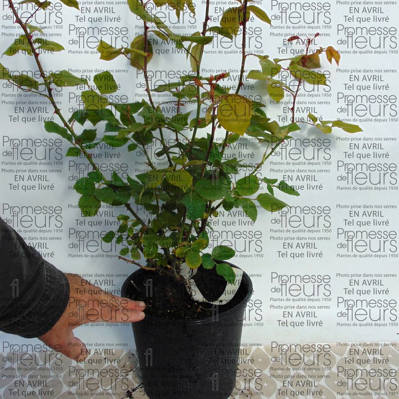 Exemplo de amostra de Rosier ancien La France Vaso de 4 L/5 L tal como entregue