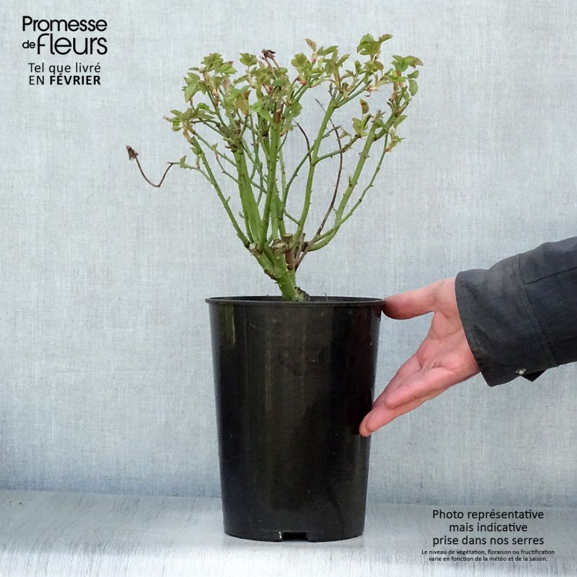 Amostra de Roseira antiga Reine Victoria Vaso de 4 L/5 L tal como entregue no inverno