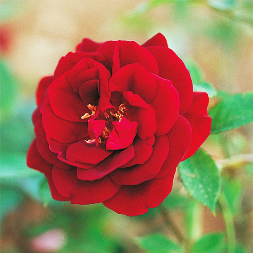 Roseira antiga Louis XIV (Floração)