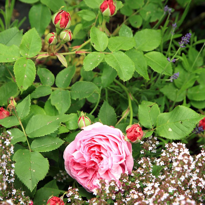 Roseira antiga Louise Odier (Folhagem)