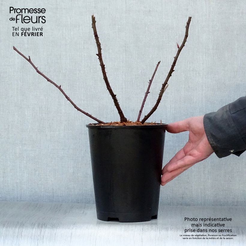 Amostra de Rosier ancien Marguerite Hilling Vaso de 4 L/5 L tal como entregue no inverno