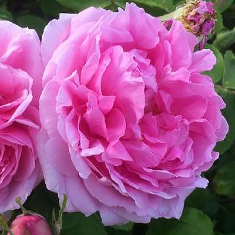 Roseira antiga Mme Boll (Floração)