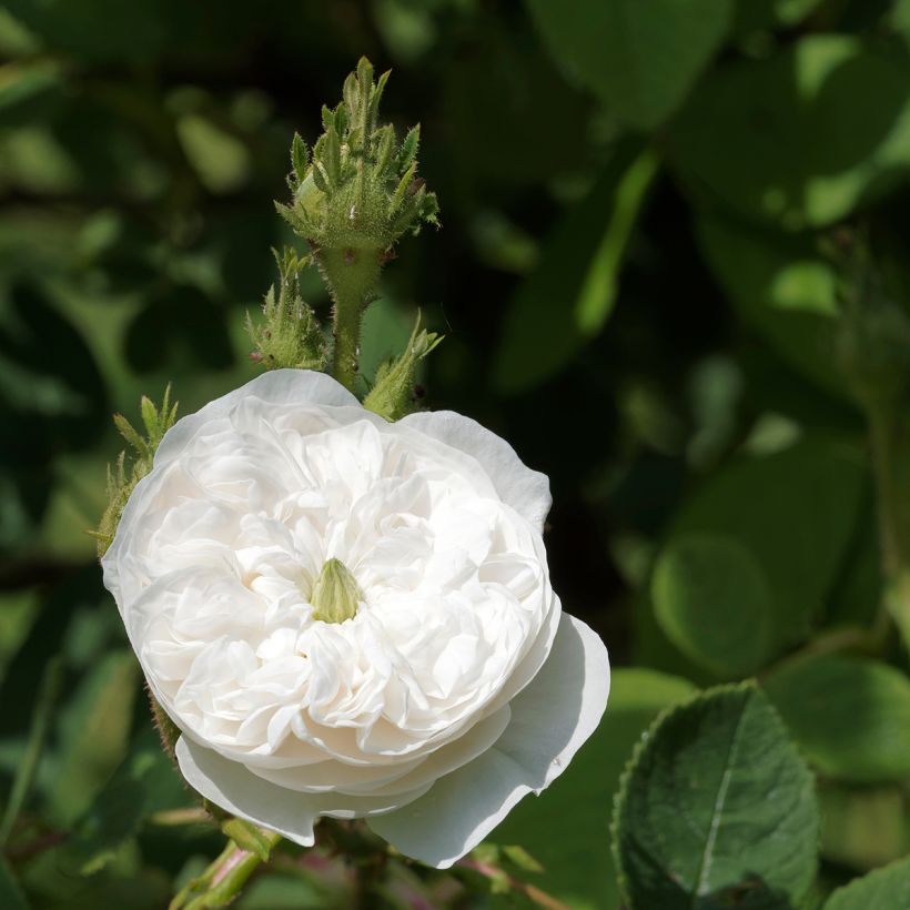 Roseira antiga Madame Hardy (Floração)