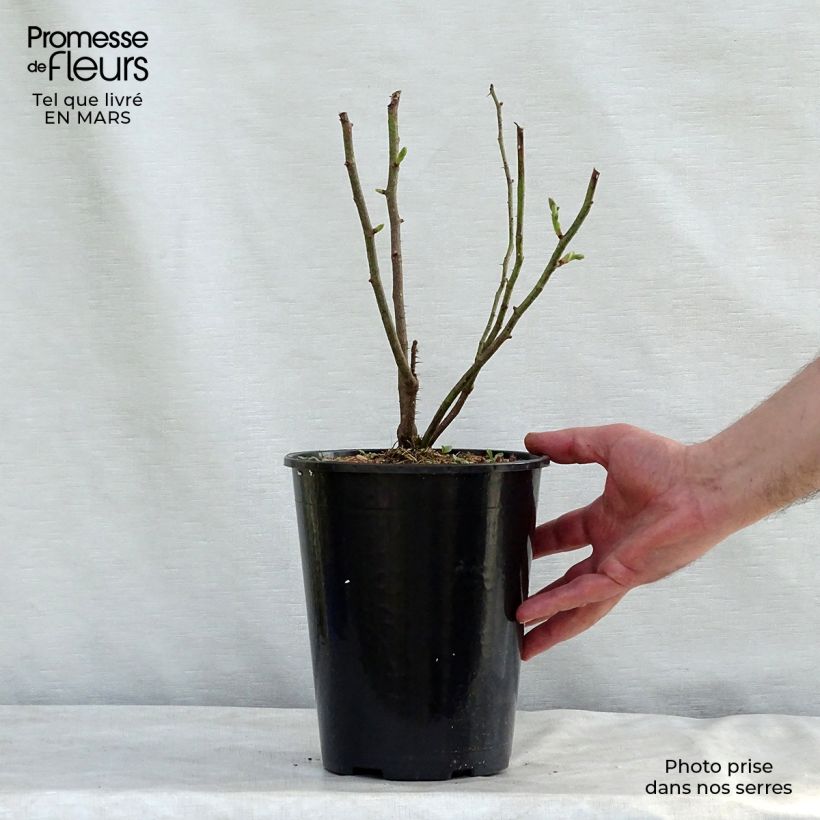 Amostra de Roseira antiga Madame Hardy Vaso de 4 L/5 L tal como entregue no inverno