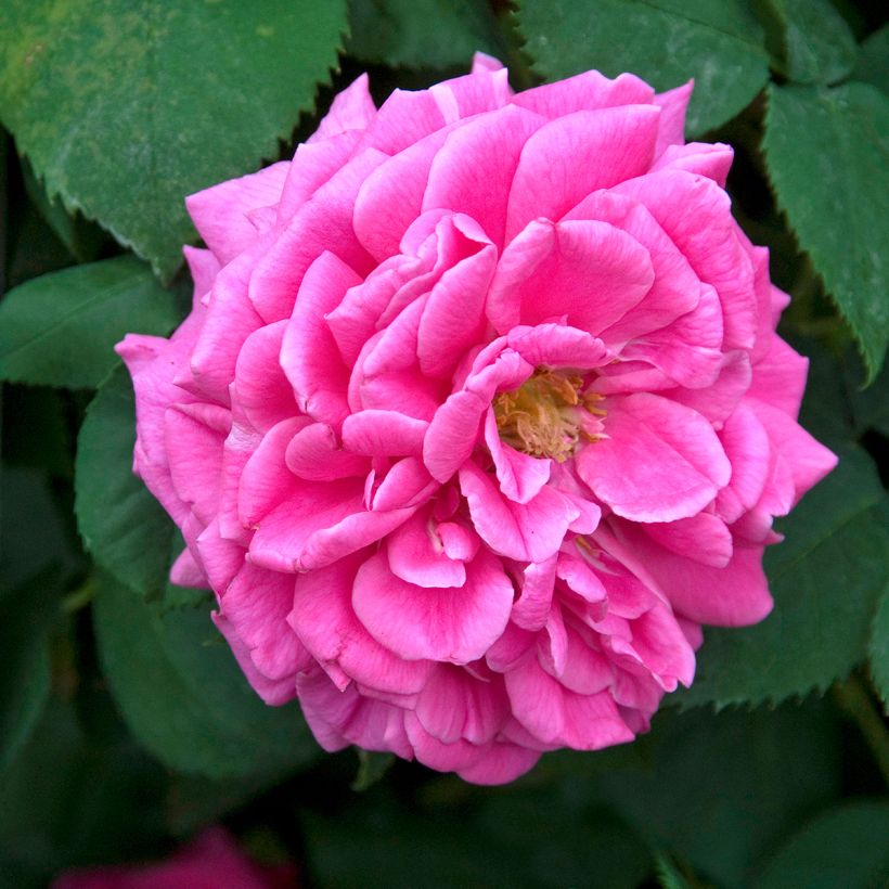 Roseira antiga Mme Issac Pereire (Floração)