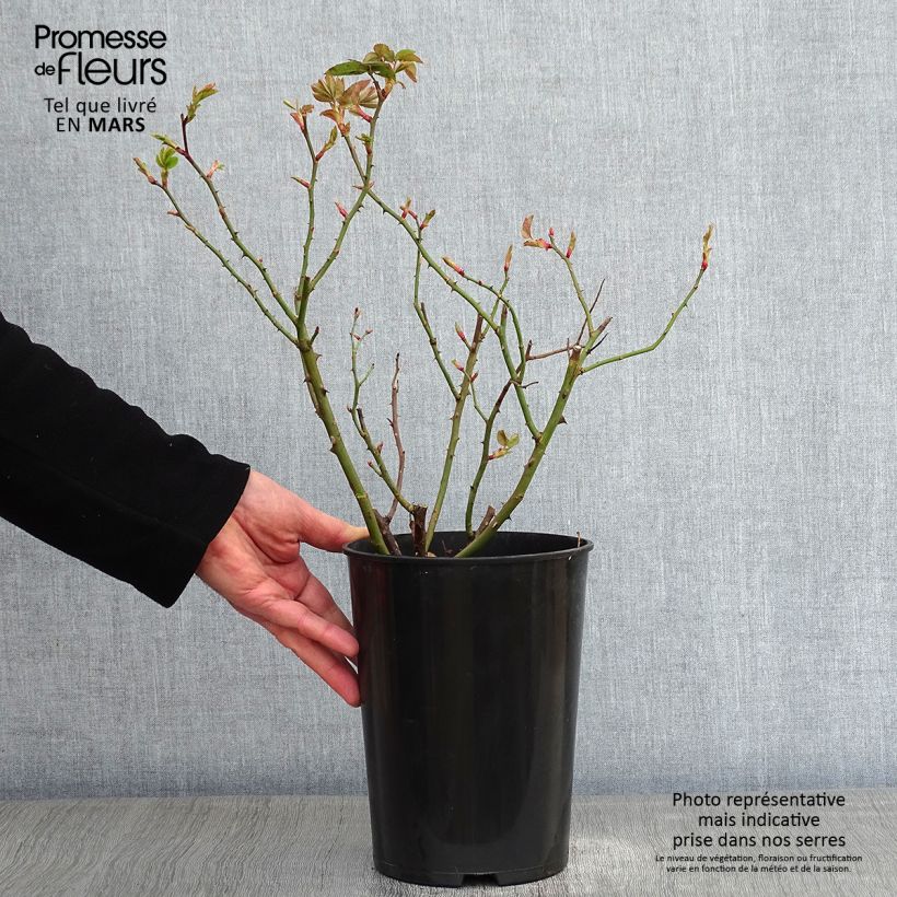 Amostra de Roseira antiga Mme Issac Pereire Vaso de 4 L/5 L tal como entregue no inverno