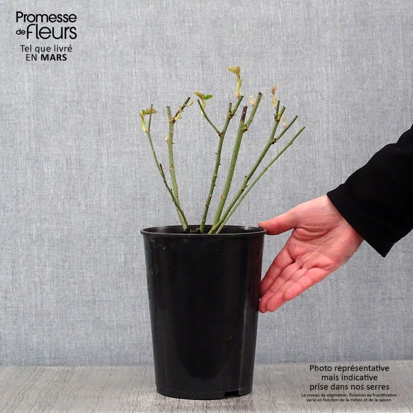 Amostra de Rosier ancien Mrs John Laing Vaso de 4 L/5 L tal como entregue no inverno