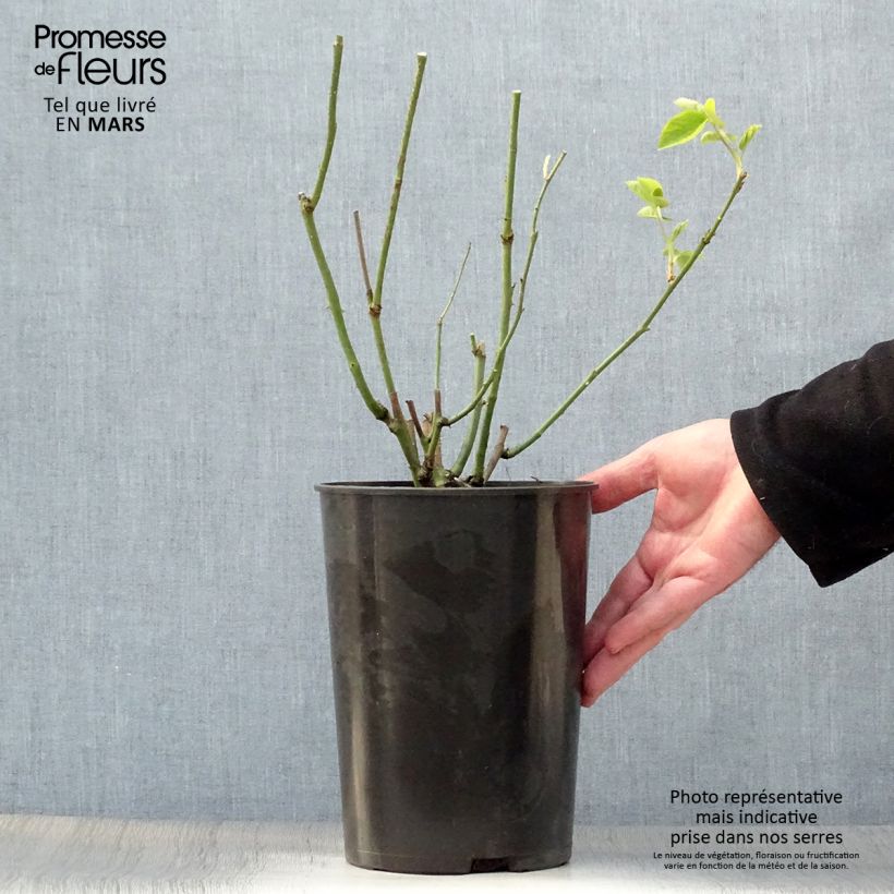 Amostra de Roseira antiga Mrs. John Laing Vaso de 4 L/5 L tal como entregue na primavera