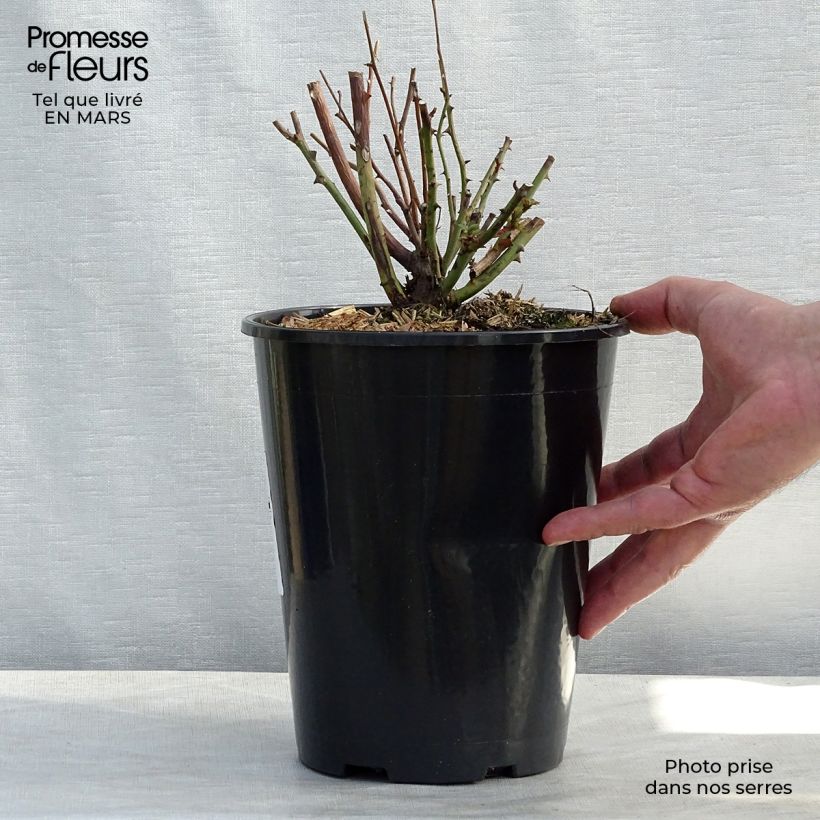 Amostra de Roseira antiga Old Blush Vaso de 4 L/5 L tal como entregue no inverno