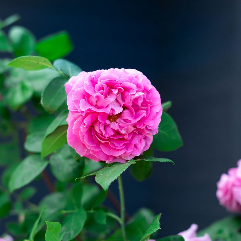 Roseira antiga Paul Neyron (Floração)