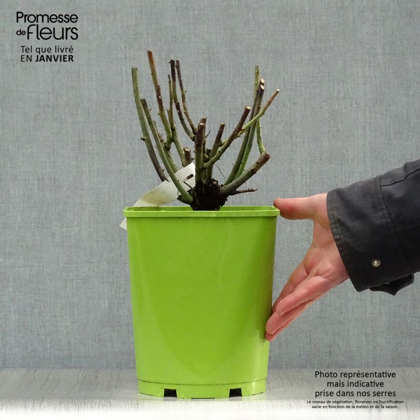 Amostra de Roseira antiga Paul Neyron Vaso de 4 L/5 L tal como entregue no inverno