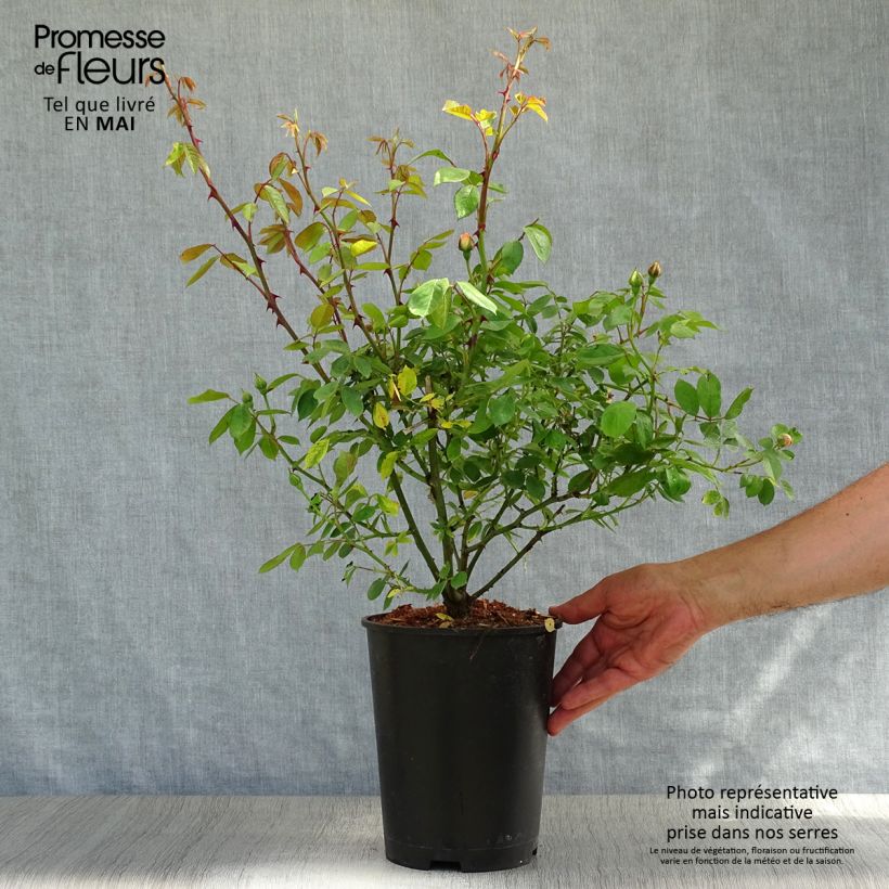 Amostra de Rosa multiflora Phyllis Bide Vaso de 4 L/5 L tal como entregue na primavera