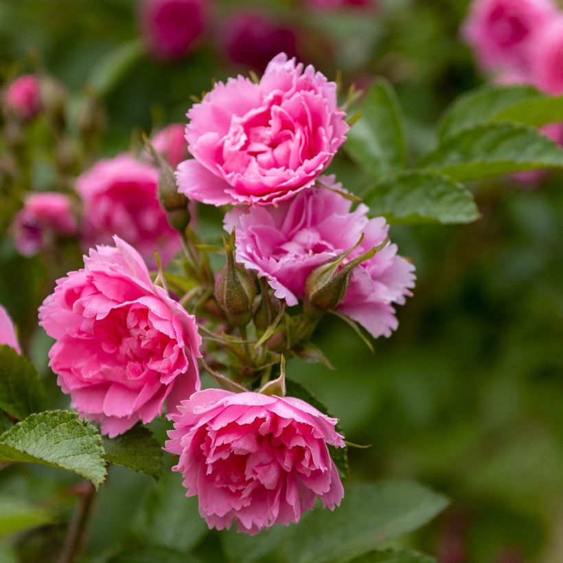 Roseira antiga Pink Grootendorst (Floração)