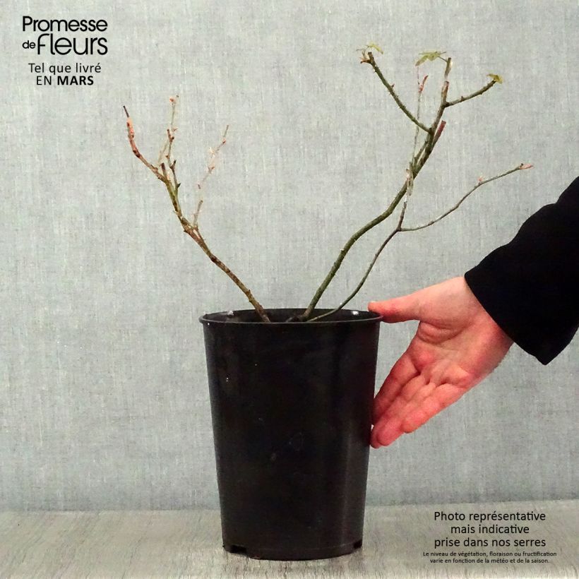 Amostra de Rosier ancien Raubritter Vaso de 4 L/5 L tal como entregue no inverno