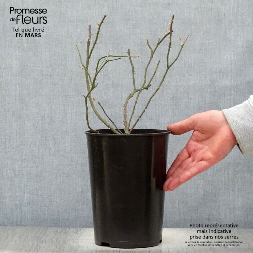 Amostra de Roseira antiga Raubritter Vaso de 4 L/5 L tal como entregue na primavera