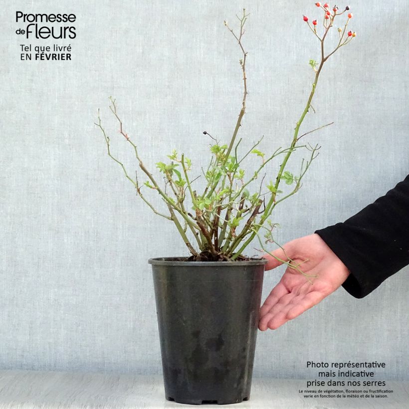 Amostra de Rosier ancien Red Ballerina Vaso de 4 L/5 L tal como entregue no inverno