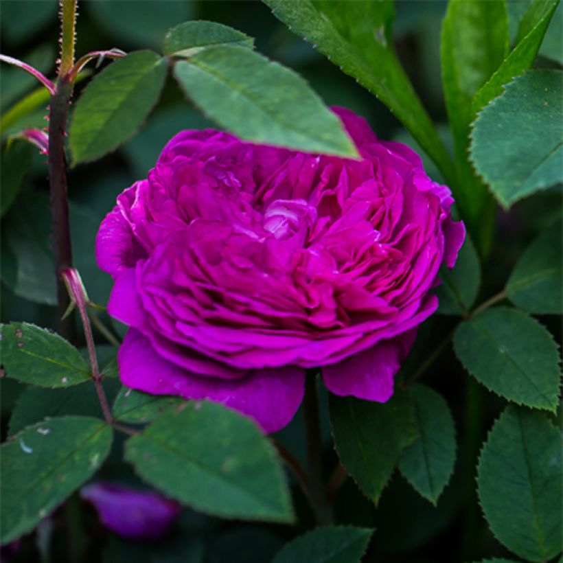 Roseira antiga Reine des Violettes (Floração)