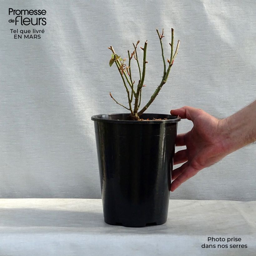 Amostra de Roseira antiga Reine des Violettes Vaso de 4 L/5 L tal como entregue na primavera