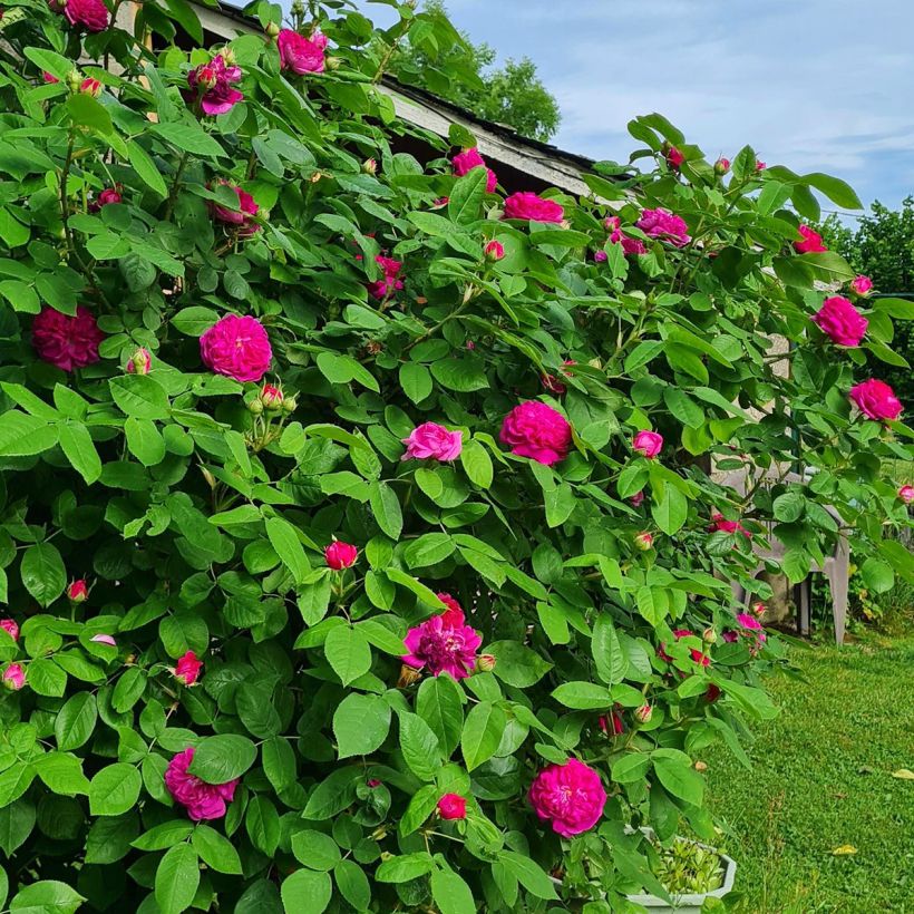 Roseira antiga Rose de Rescht (Hábito)