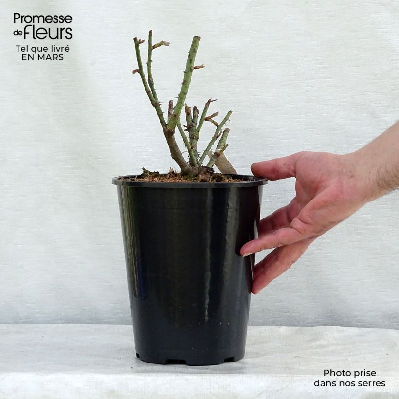 Amostra de Roseira antiga Rose de Rescht Vaso de 4 L/5 L tal como entregue na primavera