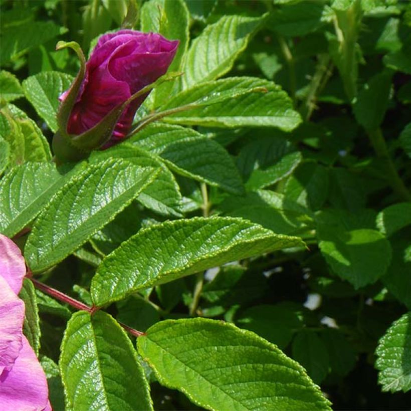 Roseira rugosa Roseraie de l'Hay (Folhagem)