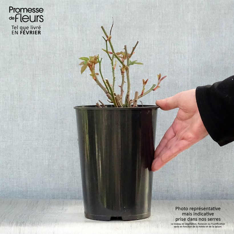 Amostra de Roseira antiga Sally Holmes Vaso de 3 L/4 L tal como entregue no inverno