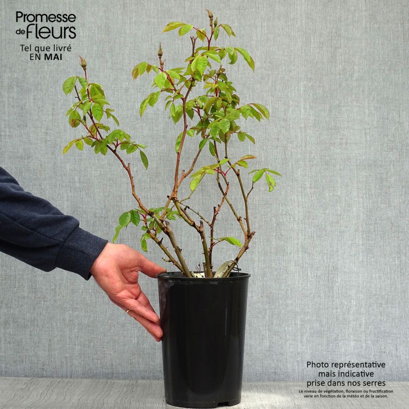 Amostra de Roseira antiga Sally Holmes Vaso de 3 L/4 L tal como entregue na primavera