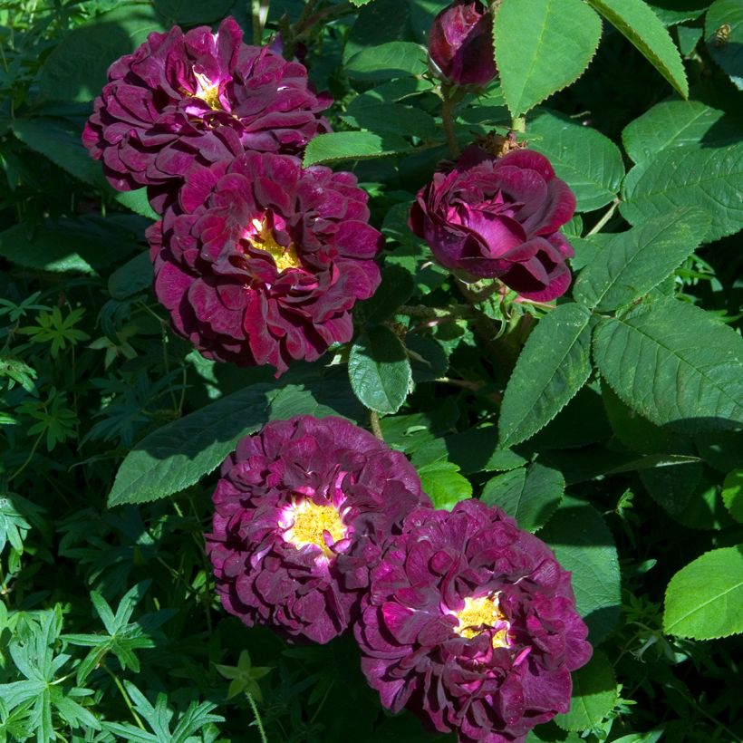 Rosa gallica Tuscany Superb (Floração)