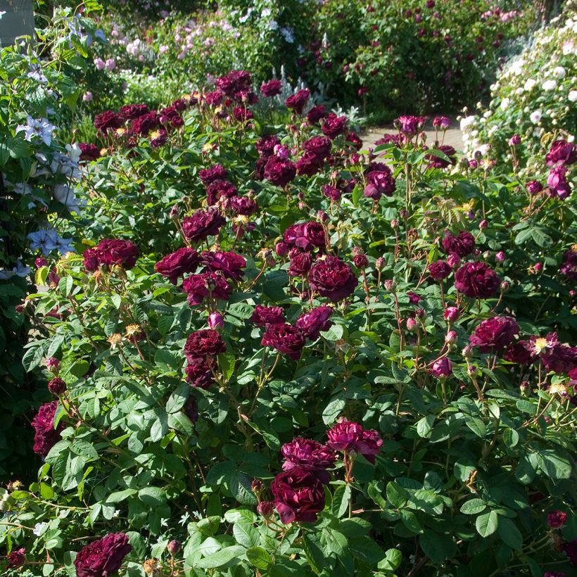 Rosa gallica Tuscany Superb (Hábito)
