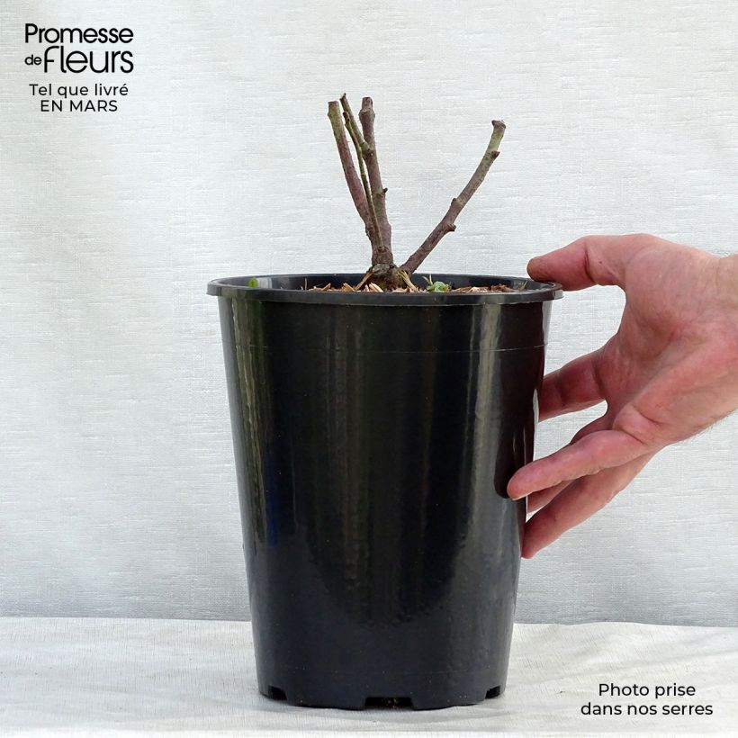 Amostra de Rosa gallica Tuscany Superb Vaso de 4 L/5 L tal como entregue na primavera