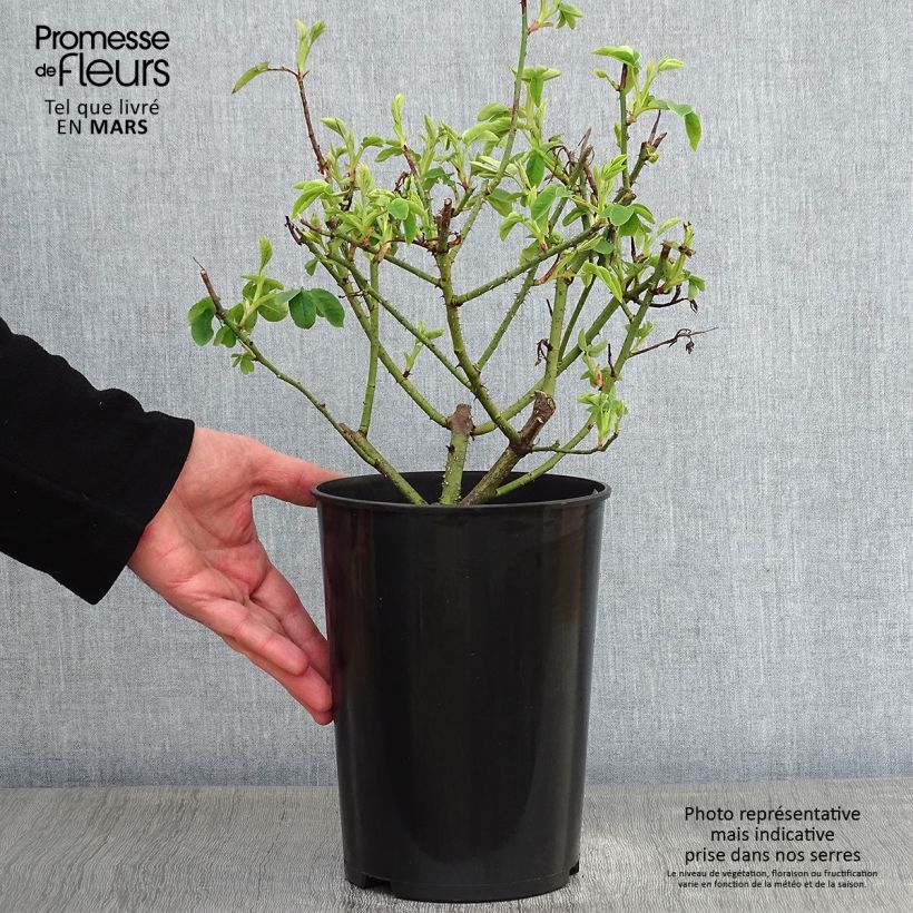 Amostra de Rosier ancien Variegata di Bologna Vaso de 4 L/5 L tal como entregue no inverno